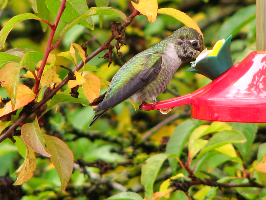 18Hummingbird