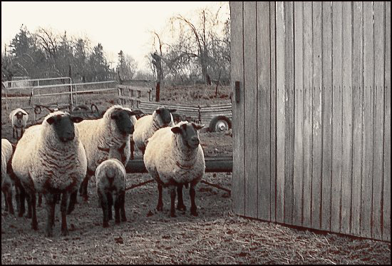 31Lambs1
