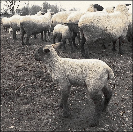 33Lambs2