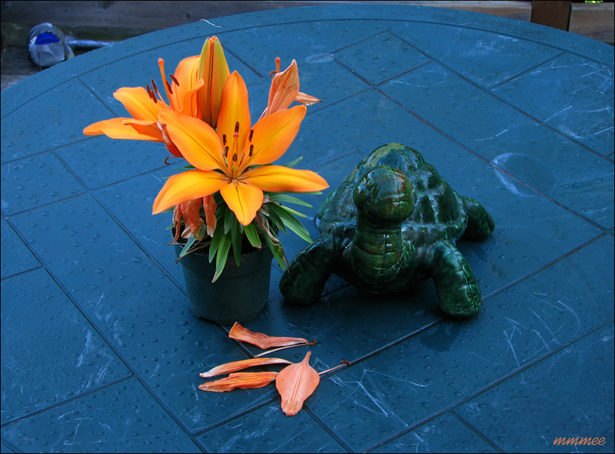 34GreenTurtle
