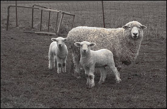 34Lambs4