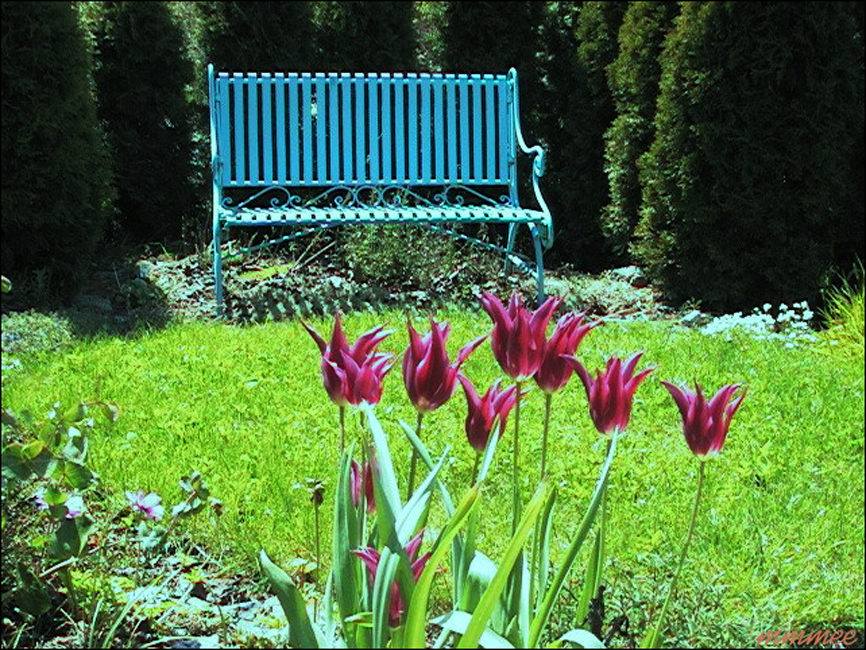 39Tulips&Bench