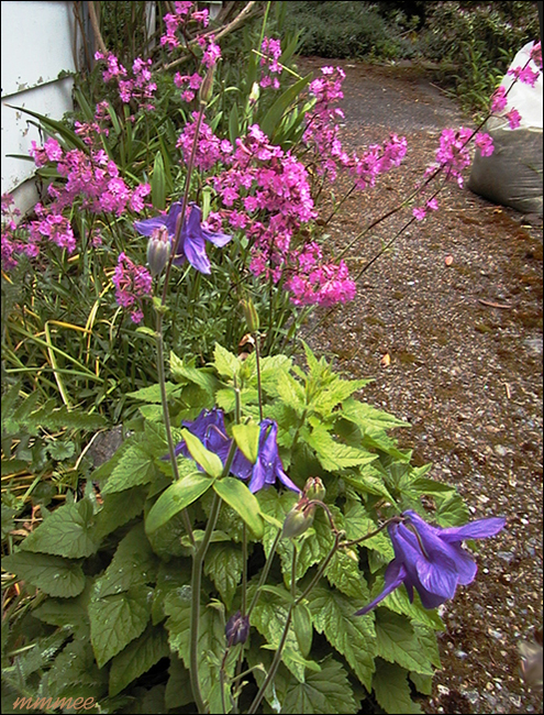 62Columbines