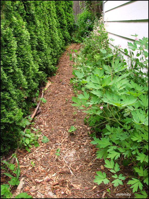 64GardenPathsBesideGarage2