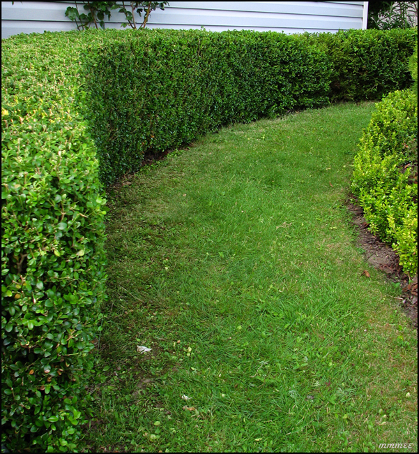 79GardenHedgeGrassPath