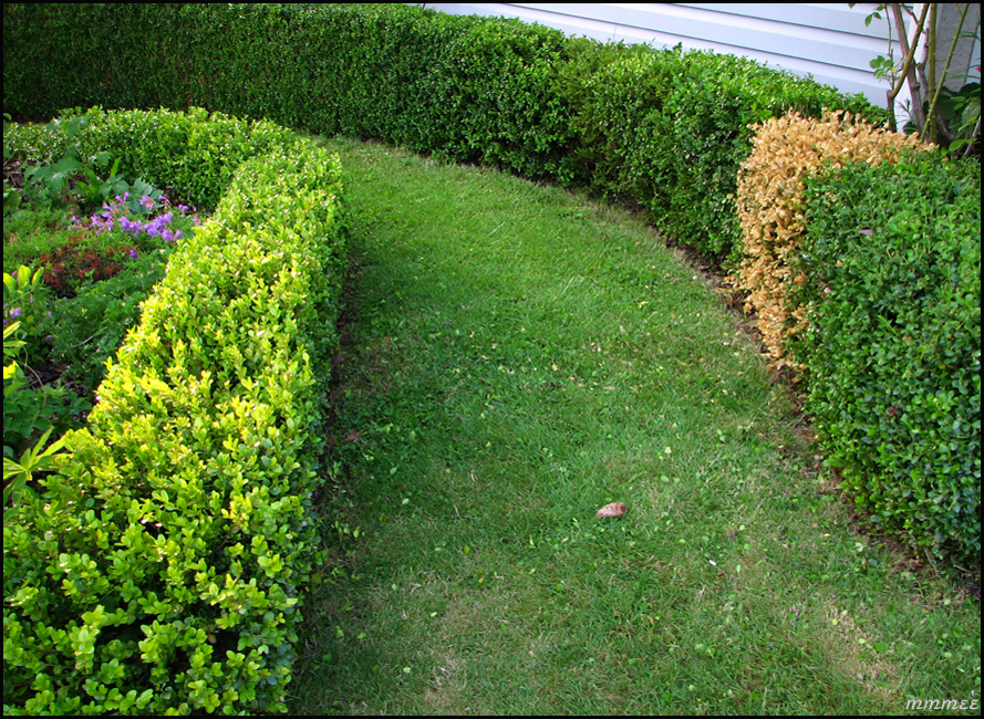 80GardenHedgeGoldDead