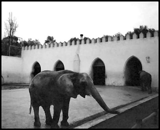 AElephant