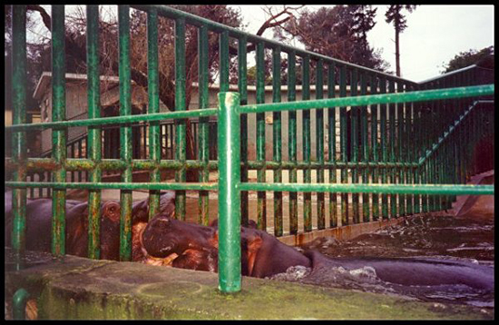 AHippos