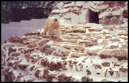 APolarBear