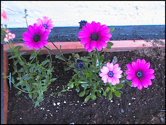 AfricanDaisies