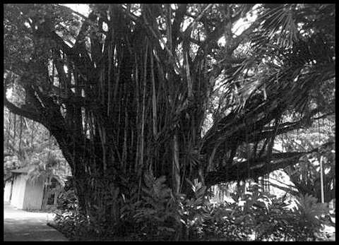 BanyanTree