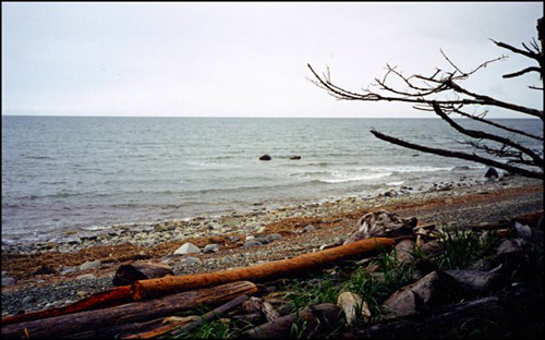 BeachLogs