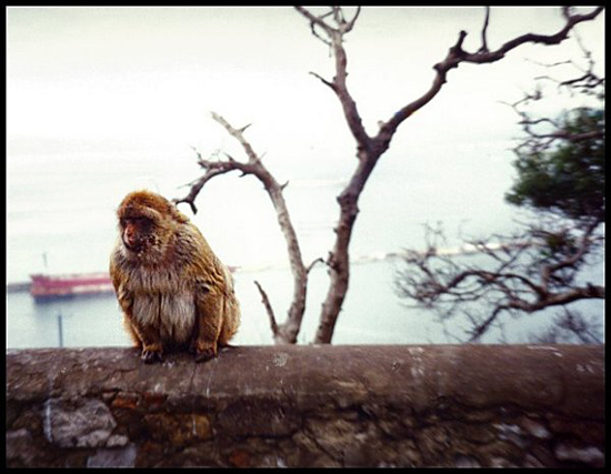 GibraltarApe