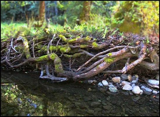 Gnarly_roots