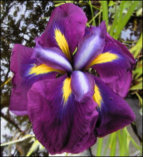 Iris
