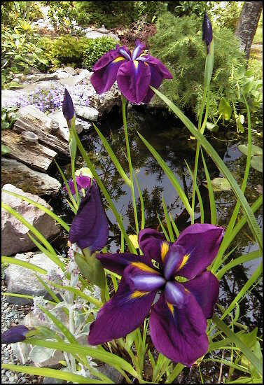 Iris2
