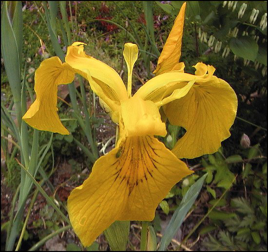 IrisYellow