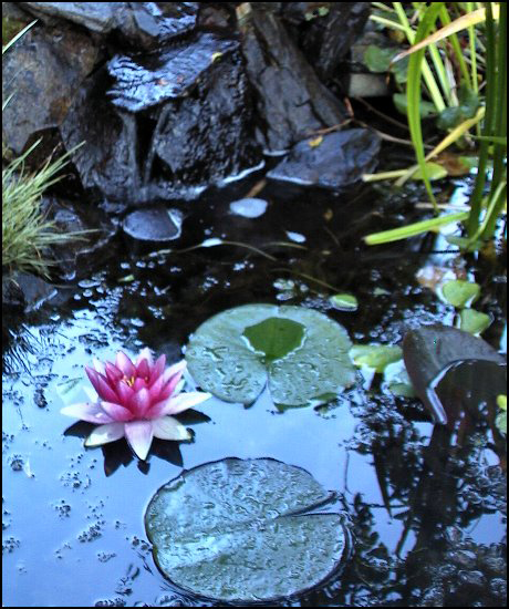 Lily2