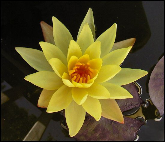 LilyYellow