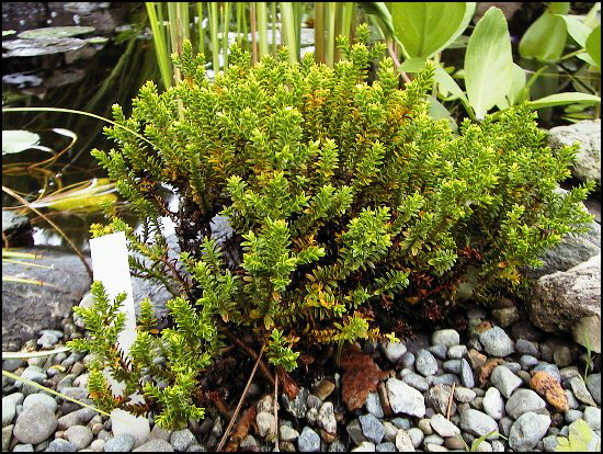 LittleBush