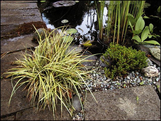 LittleGrass