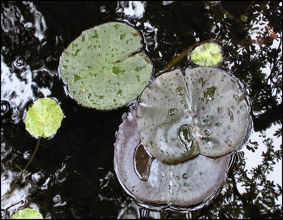 LittleLeaves