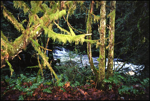 Mossy021
