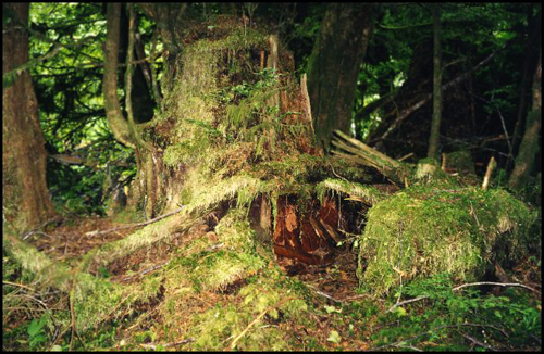 MossyBigStump016