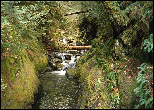 MossyBrook029