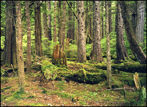 MossyTrees012