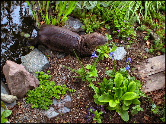 Otter