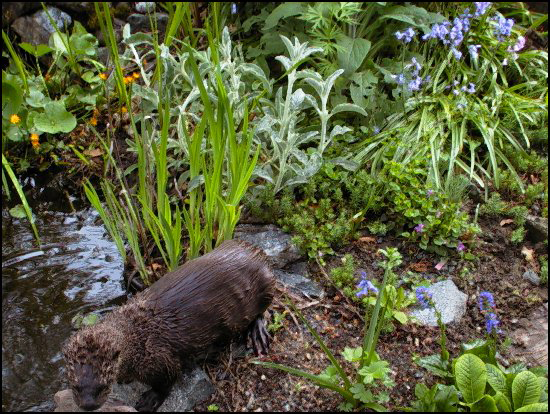 Otter2