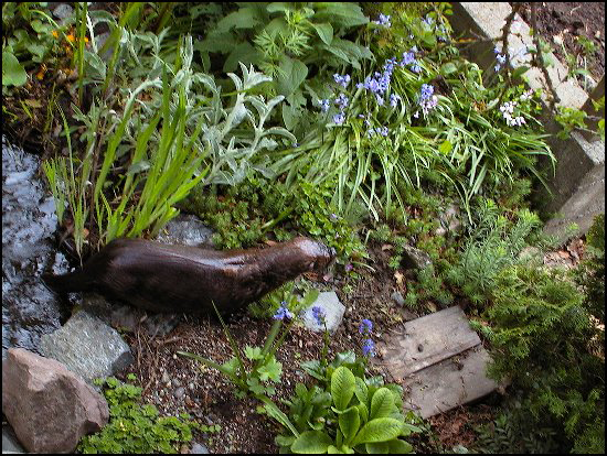 Otter3May1.2005