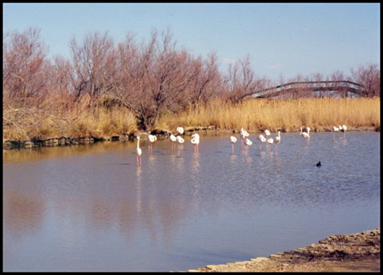 PontduGauBirdPark
