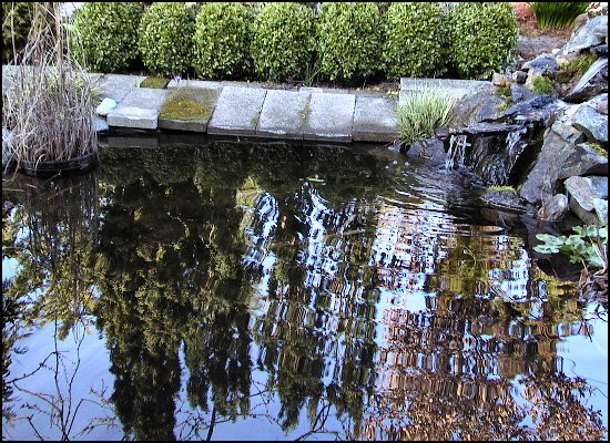 ReflectionsBrownTree