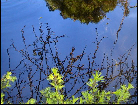 ReflectionsTree