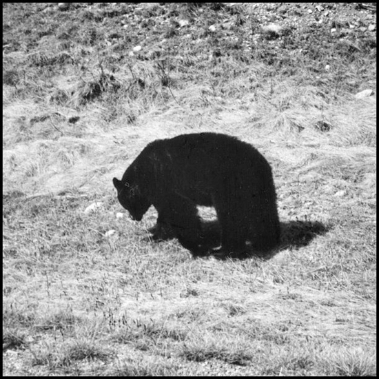 bBearBlack&White