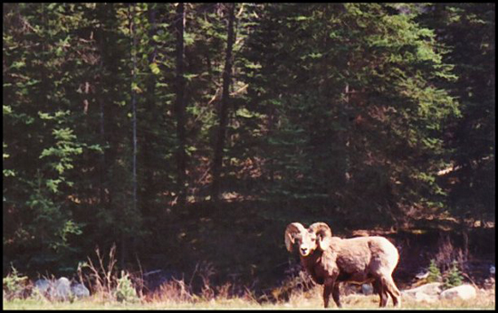 bBigHorn