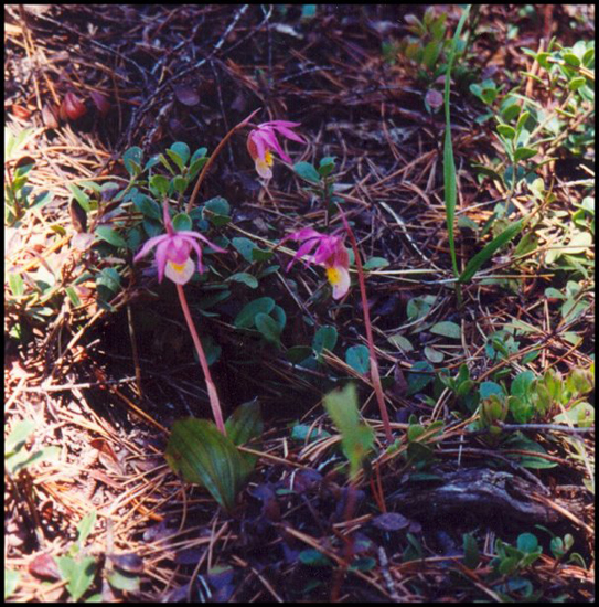 bCalypsoBulbosa