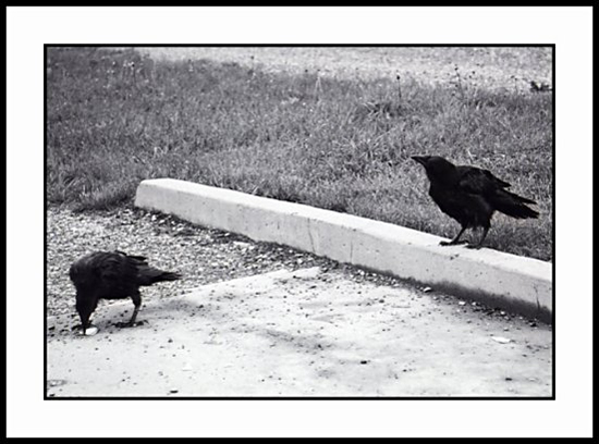 bCourting