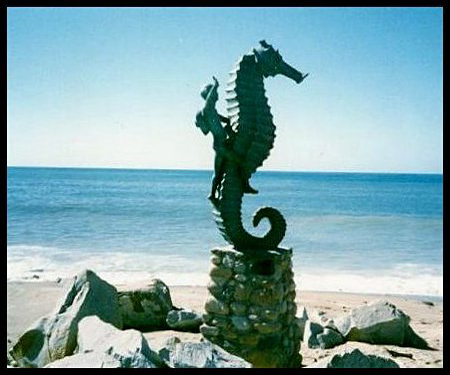bMexicoSeaHorse