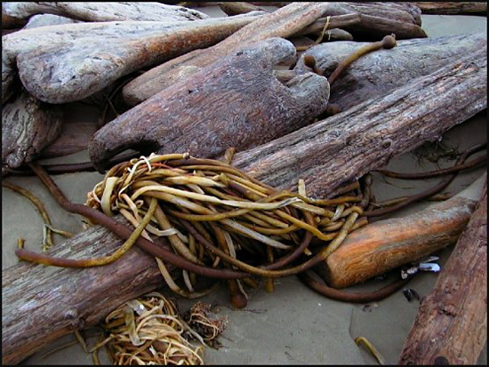 hKelp