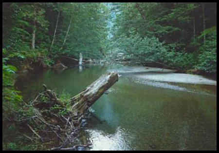jCathedralGrovePond