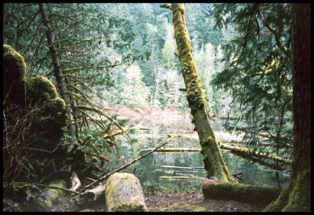 kCathedralGrovePond2