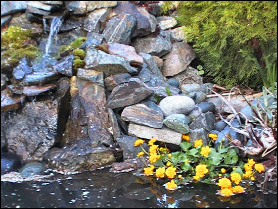 pmarigolds2