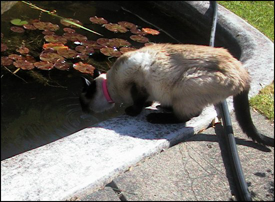 rirCat