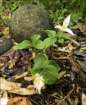 ap44i_small.jpg