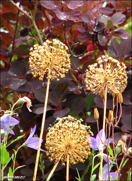 alliumseedheads.jpg