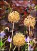 alliumseedheads_small.jpg
