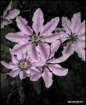 anellymoserclematis_small.jpg